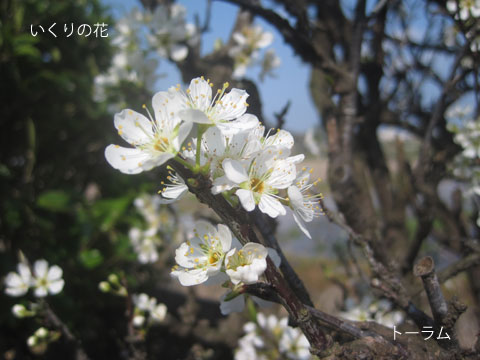 いくりの花