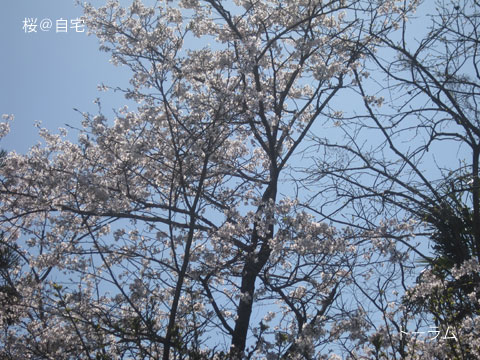 ２０１８年３月２８日の自宅の桜