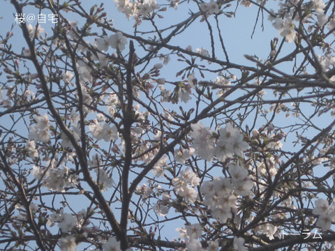 ２０１８年３月２７日の自宅の桜